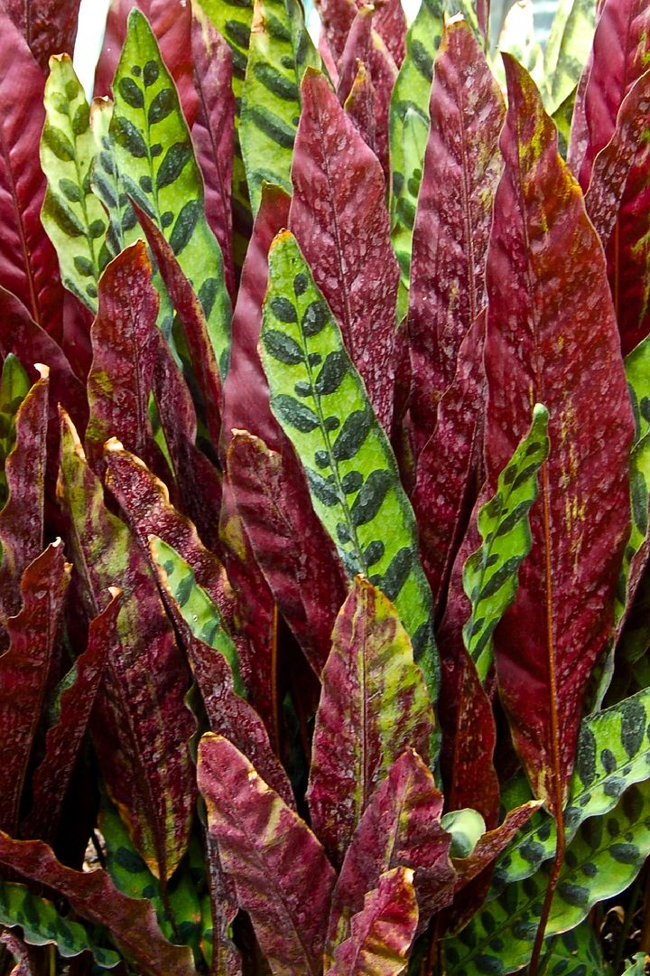 Polynesian Produce Stand RATTLESNAKE Calathea lancifolia LANCE LEAF